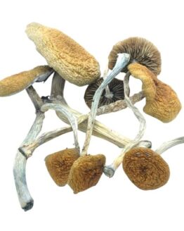 Mazatapec magic mushroom