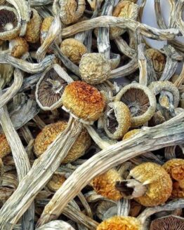 Psilocybe Tempensis