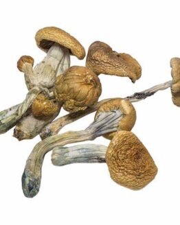 B+ Magic Mushrooms